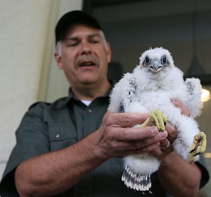 Dave Scott from the Ohio Department of Natural Resources Division of Wildlife held one of the four falcon chicks before banding last week.