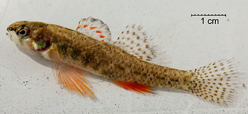 UT graduate student Todd Crail took this photo of the least darter, adult male, in spawning colors.