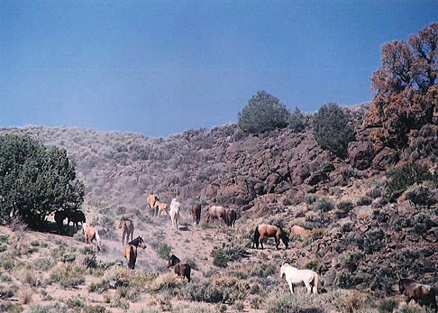 Wild horse birth control offers solution to overpopulation in Western  states | UToledo News