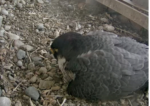 This still from the UT Fal-Cam shows either Belle or Allen atop four eggs.