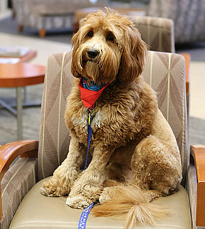 Porshia, the therapy dog, relaxed in the Eleanor N. Dana Cancer Center before she visited patients.