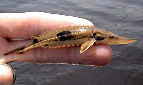 A juvenile lake sturgeon is shown in this photo courtesy of the Michigan Department of Natural Resources.