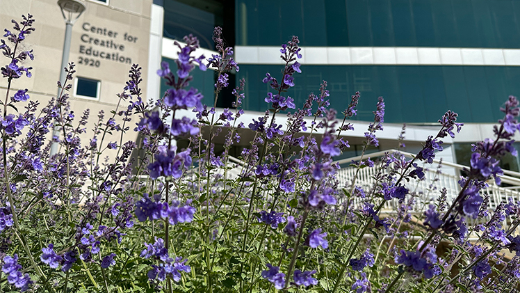 Flowers bloom on a recent day outside the Jacobs Interprofessional Immersive Simulation Center on Health Science Campus.