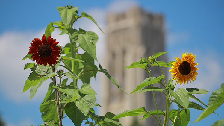 The late bloom of sunflowers in front of Dana Auditorium on UToledo’s Main Campus puts an exclamation point to the closing summer months with fall semester beginning Monday, Aug. 28.