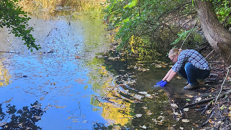 Brendan Luurtsema, of UToledo’s Society for Environmental Advocates, collects a sample from one of the ponds at Stranahan Arboretum. SEA was there on Tuesday, Oct. 3, through ERIeDNA, a community-driven science program based out of Dr. Trisha Spanbauer’s lab at the UToledo Lake Erie Center. 