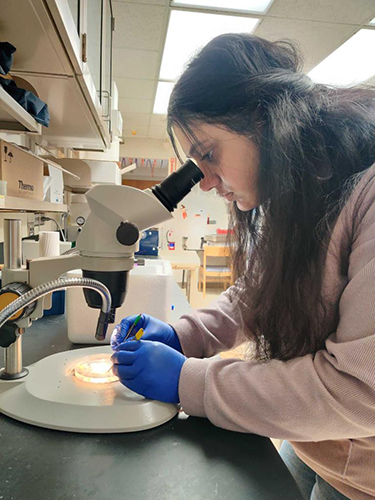 UToledo Junior Anagaa Nathan looks into a microscope in a research lab.