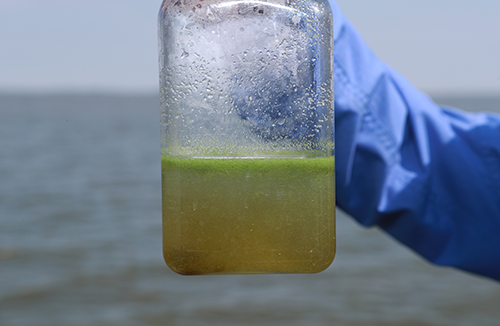 A glass jar of the green algal bloom from Lake Erie. 