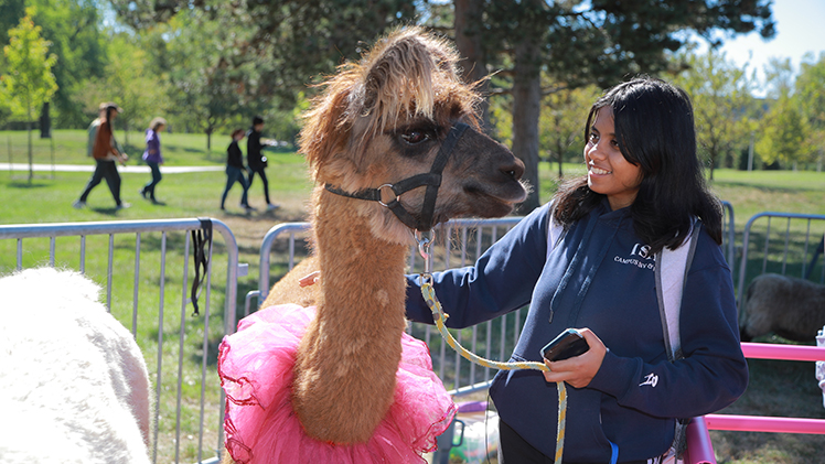 Simran Shekhar, a senior studying computer science and engineering, pets a friendly llama. 