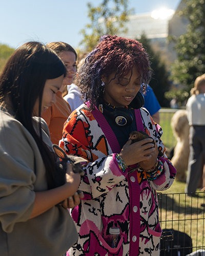 2 female UToledo students pet a rabbit and a chicken, respectively, at Wednesday’s CAP Petting Zoo on Memorial Field House lawn. 