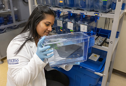 Portrait of Hemaa Sree Kumar, a Ph.D. candidate in the Neuroscience and Neurological Disorders Track, working in a research lab with a container of zebrafish.