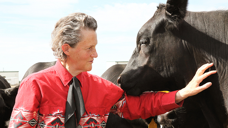 Photo of Dr. Temple Grandin, a high-profile academic, author and advocate in the fields of animal behavior and autism spectrum disorder, petting a cow. Grandin will be the featured speaker at the 2025 Edward Shapiro Distinguished Lecture Series.