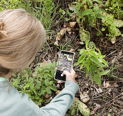 Emily Dodson Snowden, a master teaching fellow in a UToledo-led initiative supporting middle and high school science teachers in high-need districts in Ohio and Kentucky, uses the iNaturalist app to identify an insect during a weeklong summer institute at UToledo.