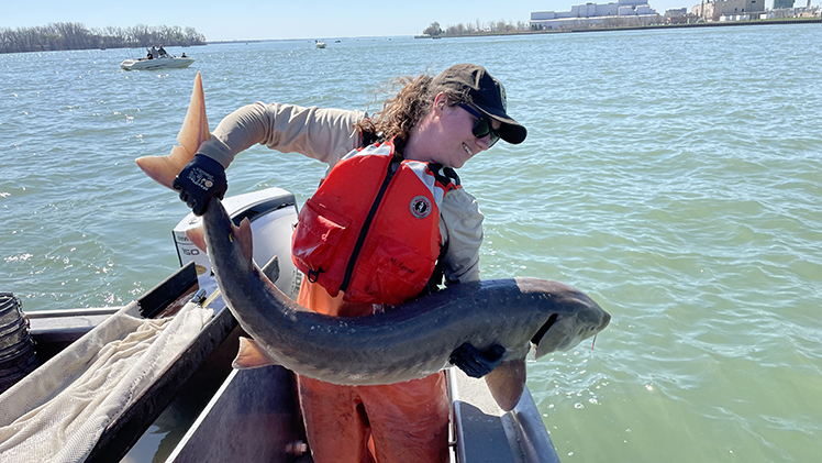 Jorden McKenna handles an adult lake sturgeon. McKenna led the investigation into the first-year survival of lake sturgeon released into the Maumee River as a master’s student at UToledo and is now a biologist with the U.S. Fish and Wildlife Service.