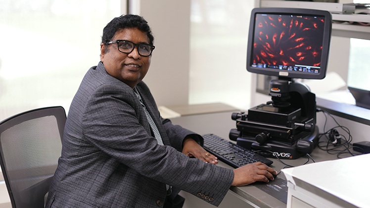 Dr. Charles Thodeti, professor in the College of Medicine and Life Sciences, sits at a digital microscope in his lab on UToledo's Health Science Campus.