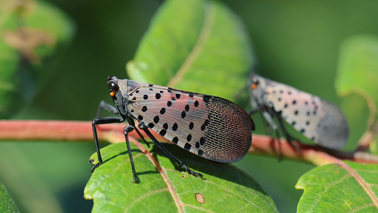Close-up photo of 2 spotted lanternflies on a leaf.