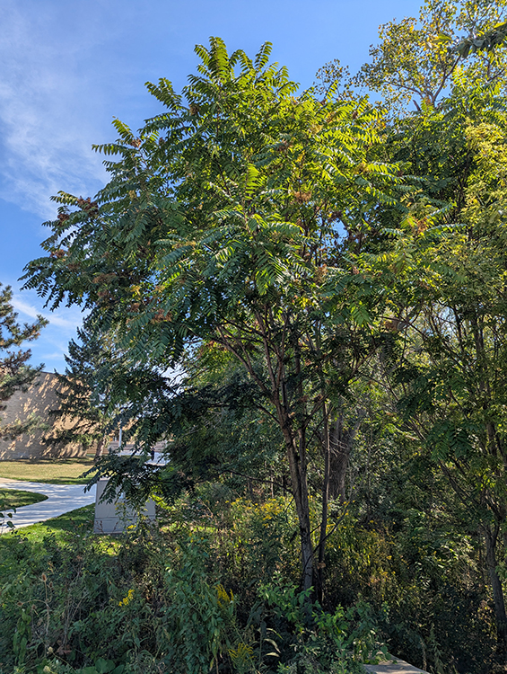 Photo of a tree of heaven.
