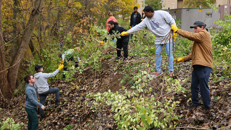 Representatives of Greening UToledo Through Service Learning (GUTS) and the Jesup Scott Honors College, among other organizations, came together Friday, Oct. 31, in a shared effort to remove tree of heaven, a host plant for the invasive spotted lanternflies that were readily identifiable on campus this summer.
