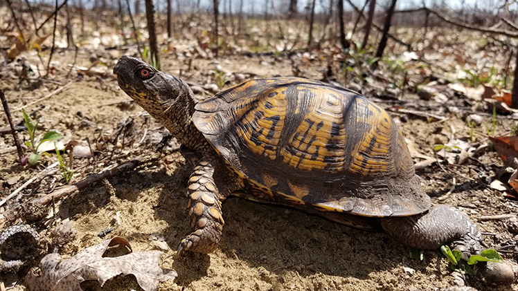 Photo of a box turtle in the wild.