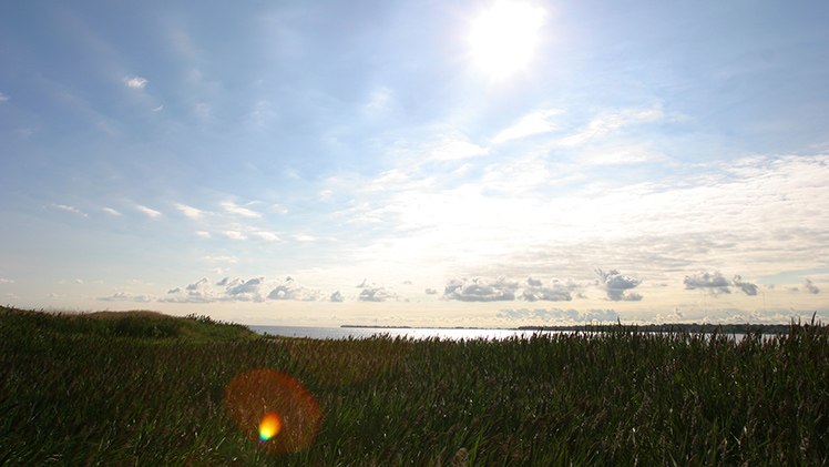 Nature photo of a marshy shore of a lake with a bright blue sky.