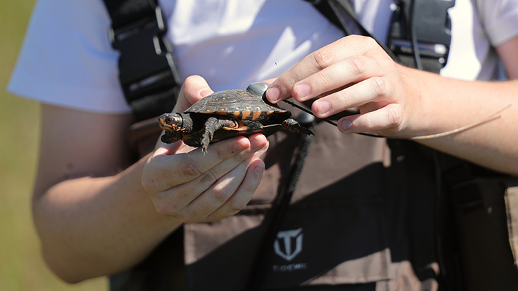 UToledo researchers are investigating the effect of climate change on spotted turtles, which are currently under review for protection under the Endangered Species Act. 