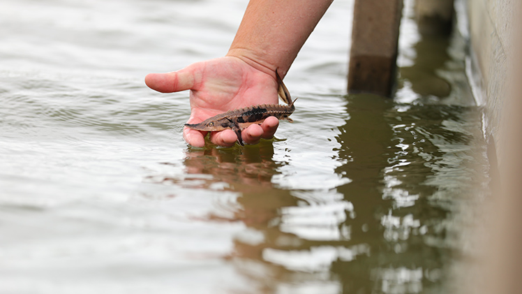 A juvenile lake sturegon is lowered by hand into Lake Eerie. 