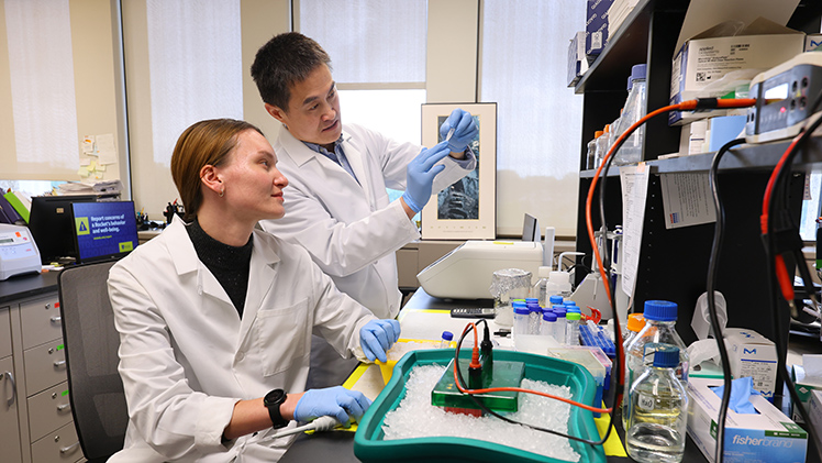 Genevieve Schwarz, a third-year predoctoral research assistant studying cell and cancer biology, works in a research lab with Dr. Yong (Kevin) Jiang, an associate professor in the Department of Cell and Cancer Biology and a member of UToledo’s Northwest Ohio Cancer Research Institute.