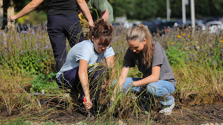 Two female students plant native plants outside of Glass Bowl Stadium as part of the GUTS project. Greening UToledo through Service (GUTS) is a student-facilitated service-learning initiative that aims to increase biodiversity on campus by establishing and maintaining native landscapes.