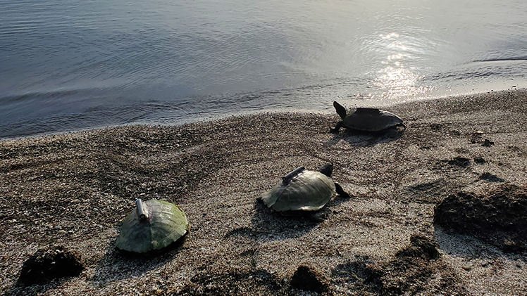 Researchers affixed lightweight acoustic and satellite transmitters to the shells of northern map turtles in 2022. 