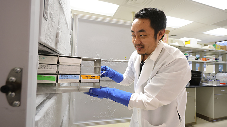 Dr. Tao Yang, associate professor in the Department of Physiology and Pharmacology in the College of Medicine and Life Sciences